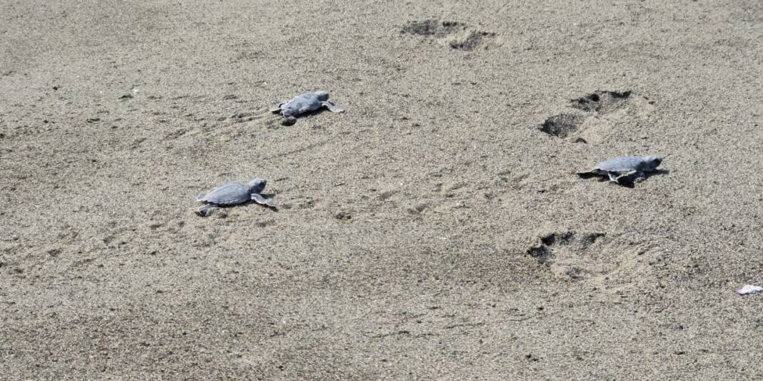 6 Şubat depremlerinde aksamıştı: Hatay'da yeşil kaplumbağalar yeniden koruma altında 2